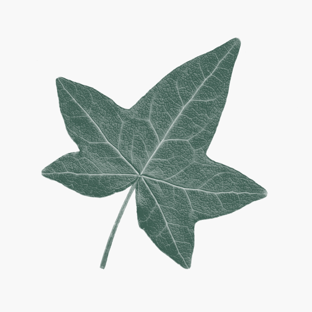 270621_MS_plants_01-1024x1024