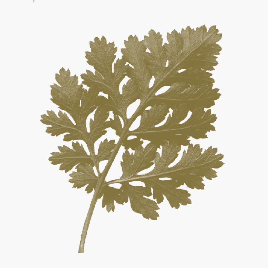 270621_MS_plants_0111-1024x1024