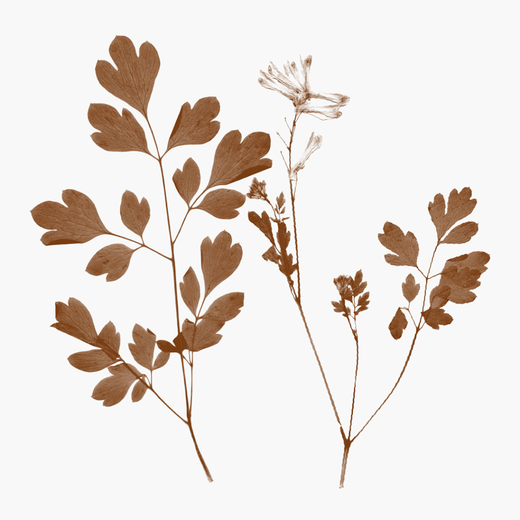 270621_MS_plants_013-1024x1024