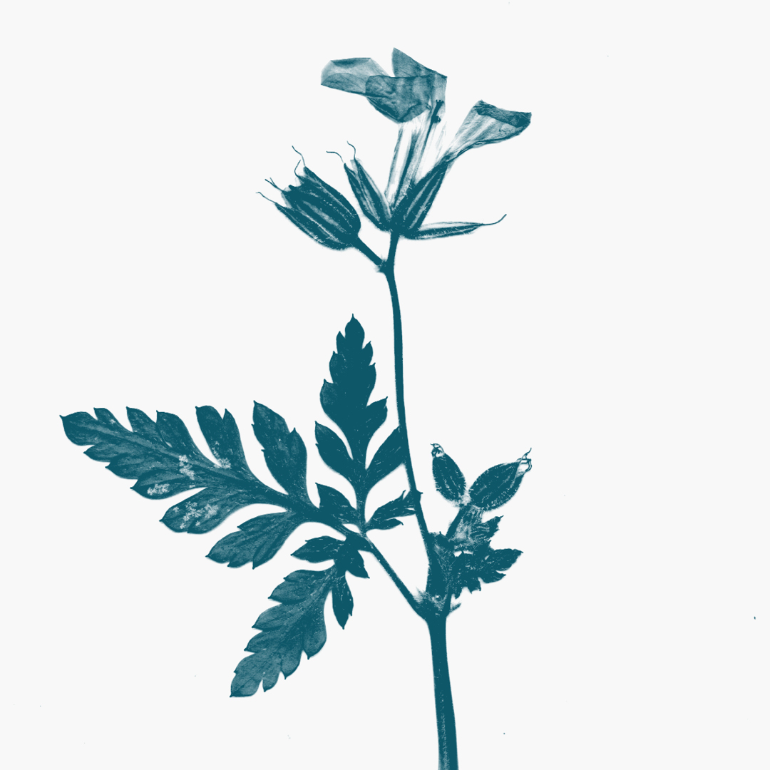 270621_MS_plants_019 270621_MS_plants_019