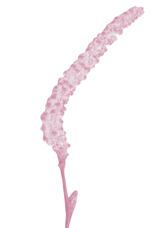 background_removed_image_5oyPJzNoQ362GdjFWO3RBg-512x758