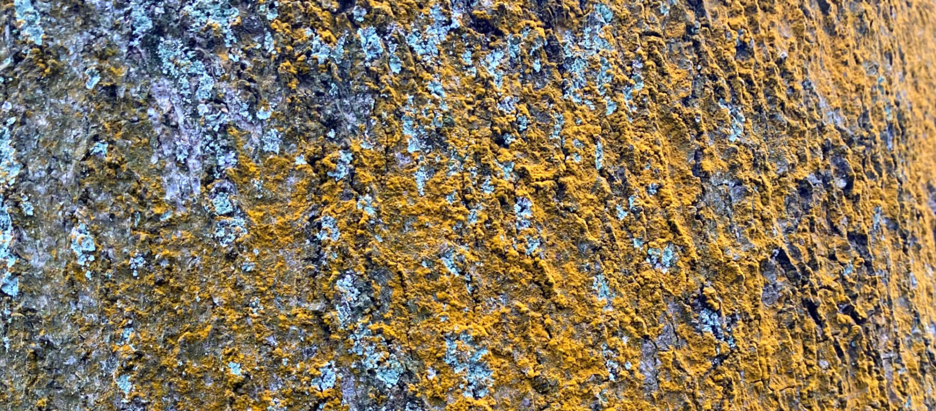 img_texture_bark@3x-2048x900-1-1920x844