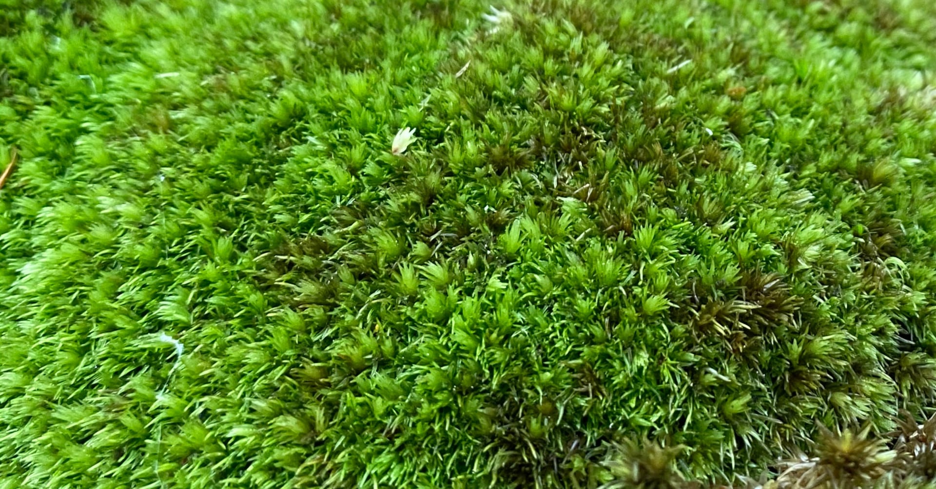 img_texture_moss@2x-1920x1003-min